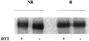 In vivo glucosylation of glycoproteins Fig. 4. DTT-induced synthesis of misfolded glycoproteins. Wild-type S.
