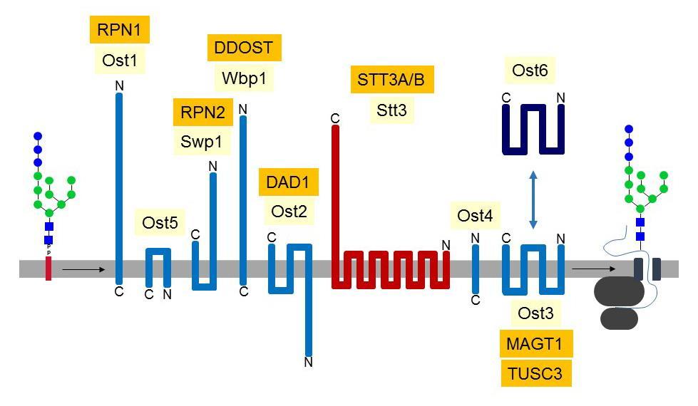 Oligosaccharyltransferase The complete Dol-PP linked GlcNAc 2Man 9Glc 3 oligosaccharide is transferred to selected Asn residues on nascent glycoproteins by the oligosaccharyltransferase (OST) complex.