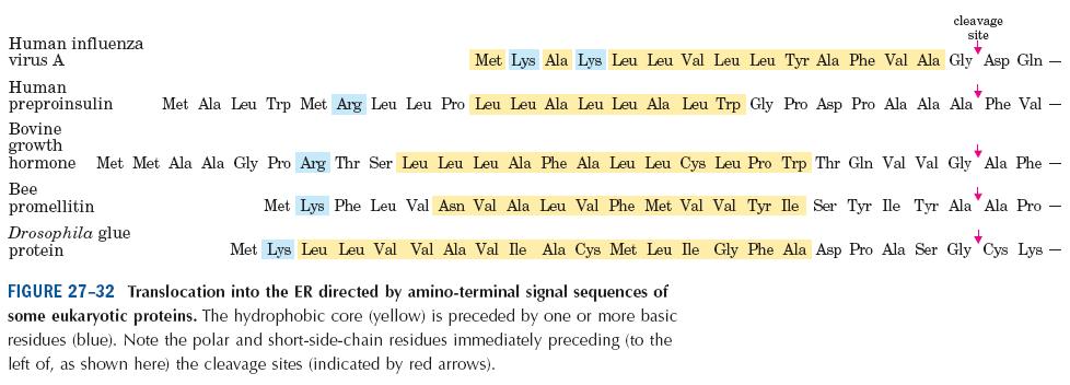 Examples of Signal sequences for protein translocation into ER