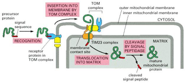 Protein import by mitochondria Albert B. et. al. Molecular Biology of the Cell, 4 th ed, 2000 The N-terminal signal sequence of the precursor protein is recognized by receptors of the TOM complex.