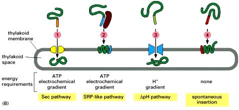 Translocation of precursor proteins into chloroplast Albert B. et. al.