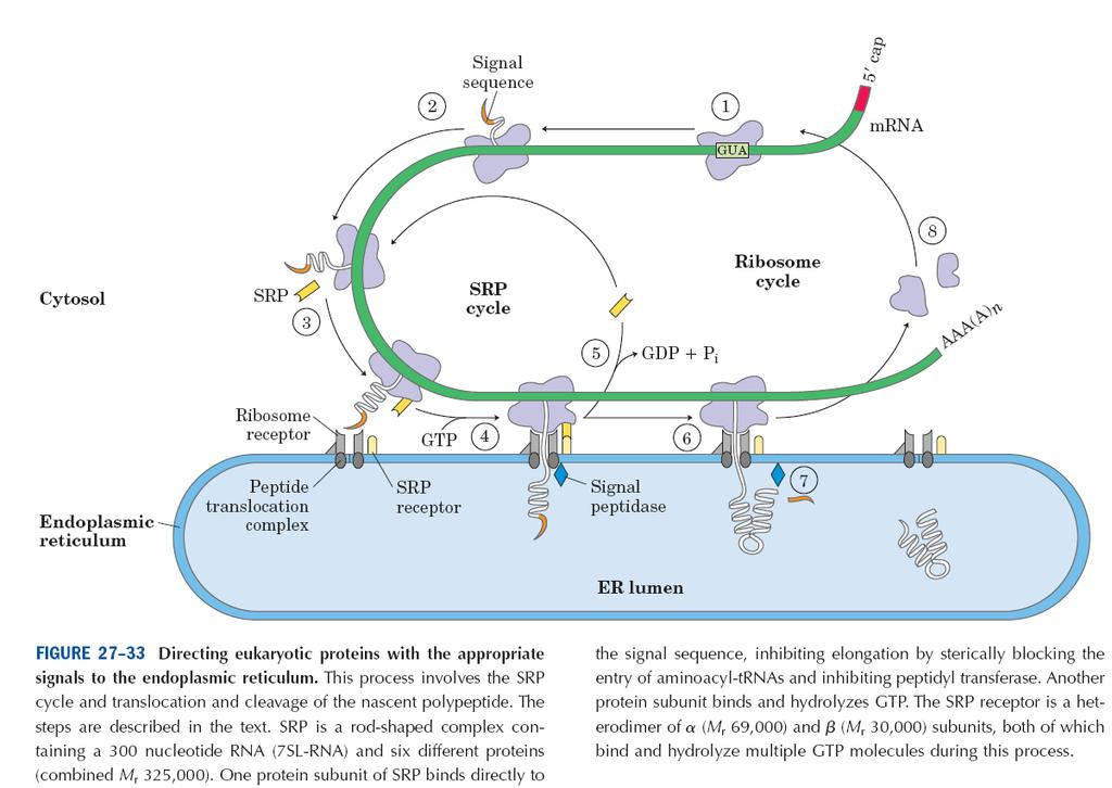 The signal hypothesis of protein targeting to ER Nelson &