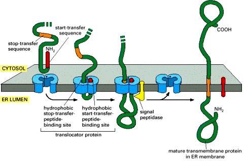 How does a single-pass transmembrane protein become inserted into the ER Albert B. et. al.