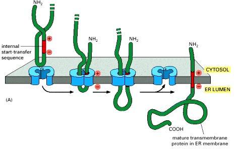 Integrating of a single-pass membrane protein with an internal signal sequence into the ER (A) (B) Albert B. et. al.