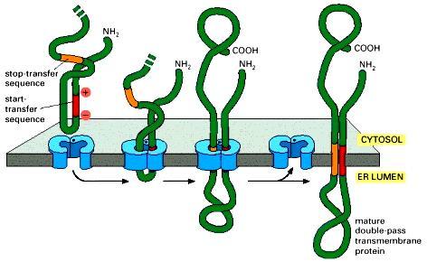 Integrating of a double-pass membrane protein with an internal signal sequence into the ER Albert B. et. al.