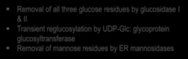 Process of N-glycosylation ER ER & Pre-Golgi Intermediates Pre-Golgi Intermediates & Golgi apparatus Transfer of lipid-liked Glc 3 Man 9