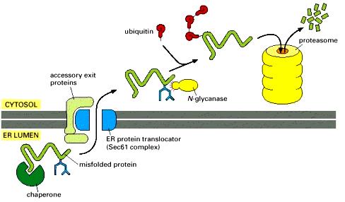 The export and degradation of misfolded ER proteins Alberts B, Johnson A, Lewis J, et al. Molecular Biology of the Cell. 4th edition. New York: Garland Science; 2002.