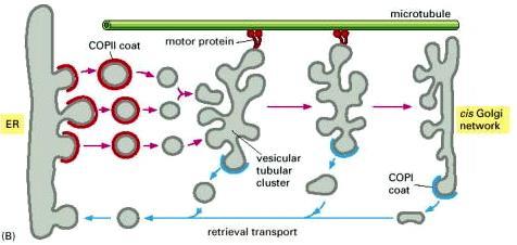 Transport from the ER to the Golgi apparatus is mediated by vesicular tubular cluster