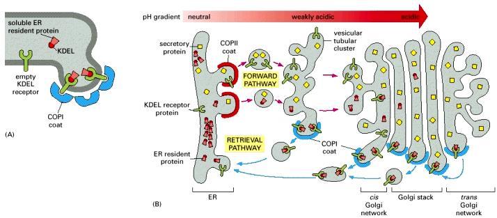 The retrieval pathway to the ER uses sorting signals (A) (B) The KDEL receptor present in vesicular tubular clusters and the Golgi apparatus, captures the soluble ER resident proteins and carries