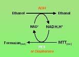 assays pmol range NAD(H) NADP(H)