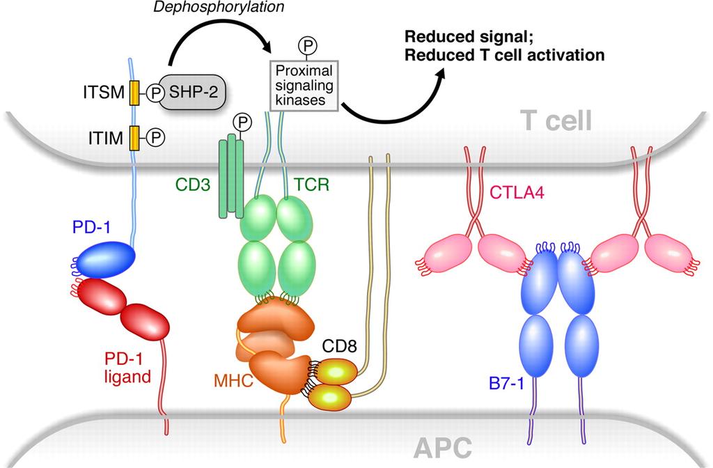PD-1/PD-1 Ligand Interaction Triggers T-cell Exhaustion T cell Exhaustion is