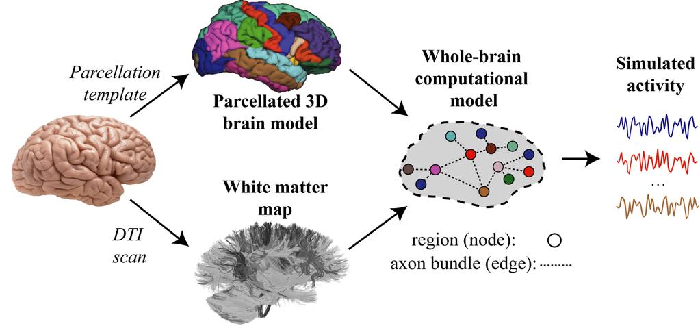 Simulation issues (I) 1 - Reproduction of brain structure: Links represent axonal pathways or tracts (white matter);