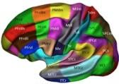 brain functional c In current models RSFC still doesn