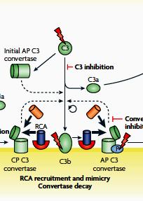 28 Complement Evasion - Proteases Examples: all these proteases cleave C3 Pseudomonas spp. Alkaline protease (PaAP) elastase (PaE) Porphyromonas spp.