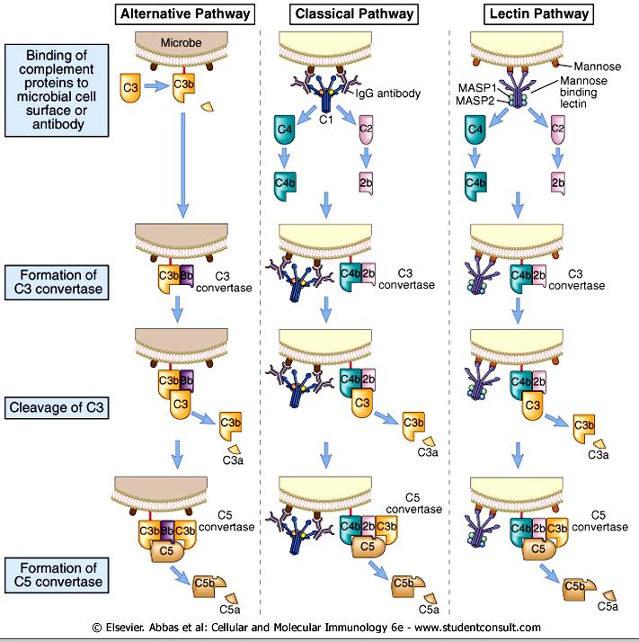 10 Complement Pathways Complement Activation Proteins are normally inactive - need to be activated (or transient) Activation - sequential proteolysis