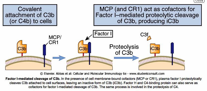 16 Factor I mediated cleavage of C3b Complement: Added Features - Lambris, 2008 17 Mechanisms of Complement Evasion 18 Three main strategies addressed in review Making use of the host s arsenal -