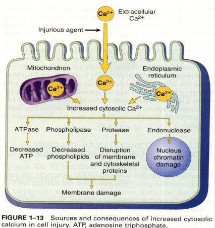 Effects of excess calcium in the cytosol Cut-off point between reversible cell injury and cell death?? 4.