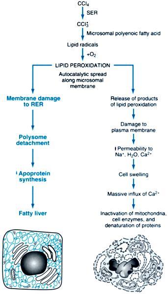Mechanism of chemical injury: CCl 4 Mixed function Oxidases CCl 3 + Cl Most chemicals do not produce cell injury directly by themselves, but once they are metabolized in the body, the metabolites are