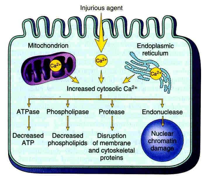 Pathogenesis of cell injury - hypoxia Irreversible Massive