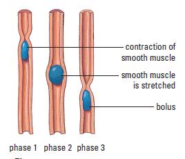 Esophagus Connects mouth to stomach Composed of smooth muscle (contracts in rhythmic