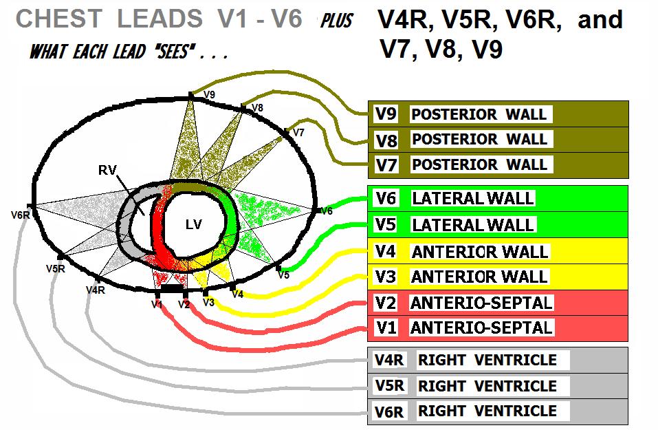 VENTRICLE THE 18 LEAD EKG ADDS