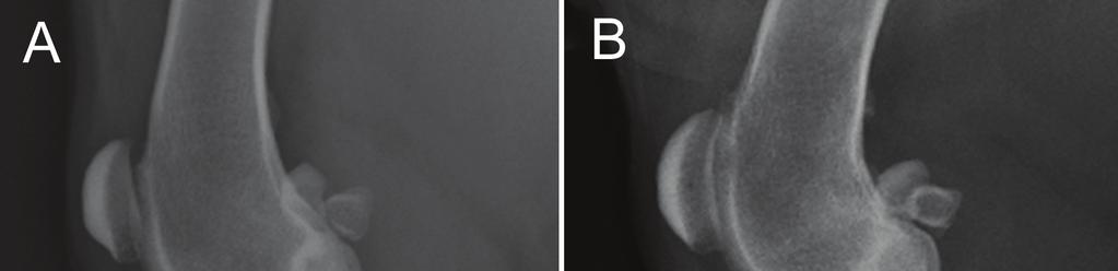 Y Y K K 2 Morris, Ethan et al. Comparison of tibial plateau angles in dogs with and without cranial cruciate ligament injuries, JAVMA, Vol218, o.3, February 1, 2001 2 Reif, Ulrich et al.