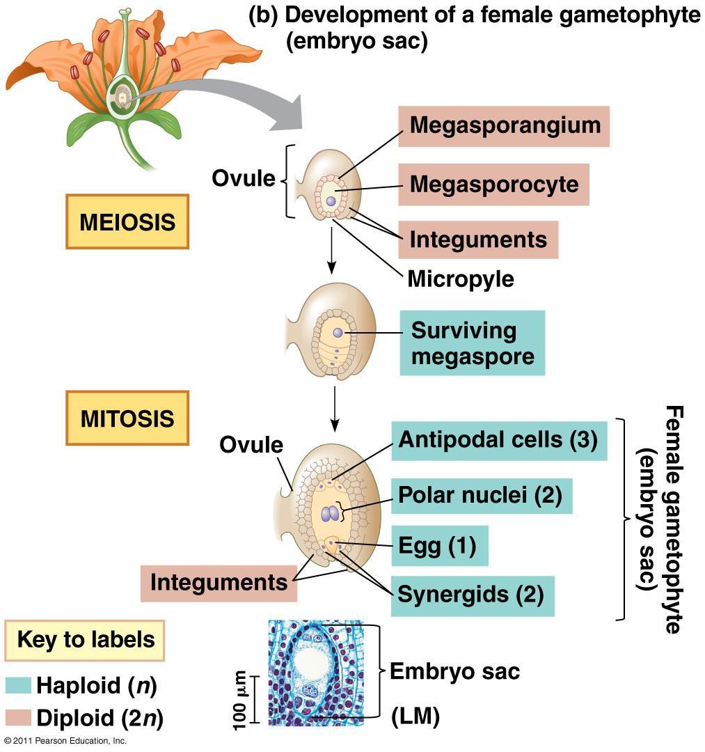 Development of the Female Gametophyte (EMBRYO