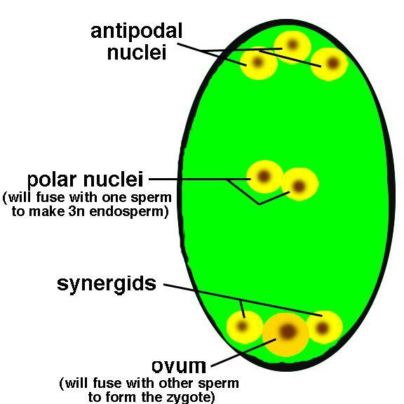 Embryo Sac: egg cell (OVUM) at one end ovum flanked by 2 syngerids