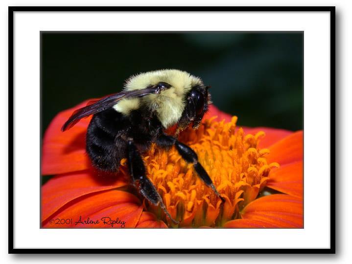 POLLINATION POLLINATION = the placement of pollen onto the stigma of a carpel Methods of