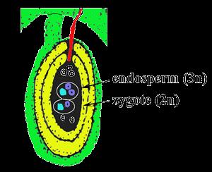 this central cell will give rise to the ENDOSPERM