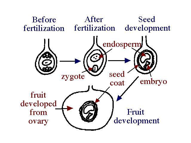 double fertilization, each ovule develops into a