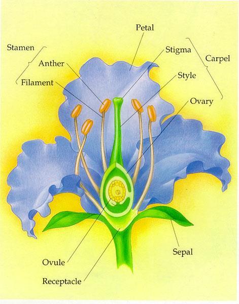 FLOWERS: -the reproductive structure of angiosperms -four sets of modified leaves: 1)