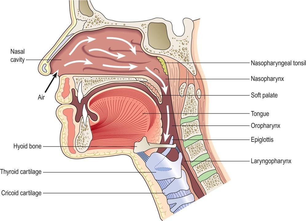 What is a tracheostomy?