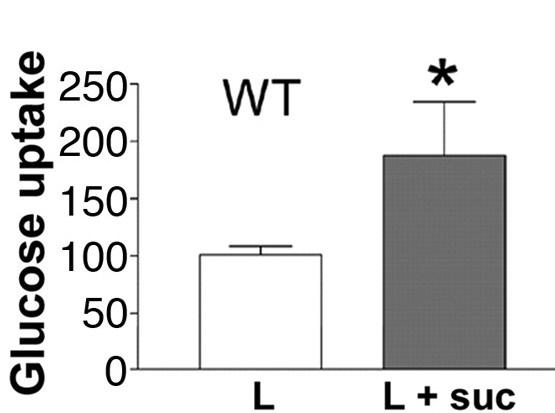 Artificial sweeteners increase glucose absorption in rats SGLT1
