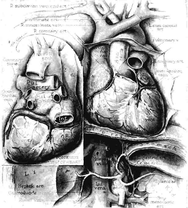 THE VASCULAR SYSTEM 151 pointed columns of ventricular muscle (papillary muscles) are continuous with the wall of the ventricle and with the strong fibrous cords (cordae tendhteae) that extend to the