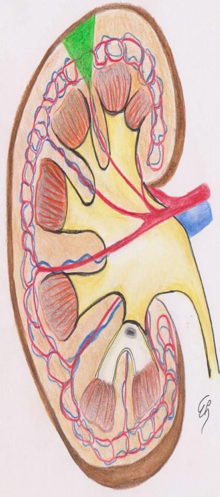 Kidney anatomy Kidney has a complex anatomical structure with a special