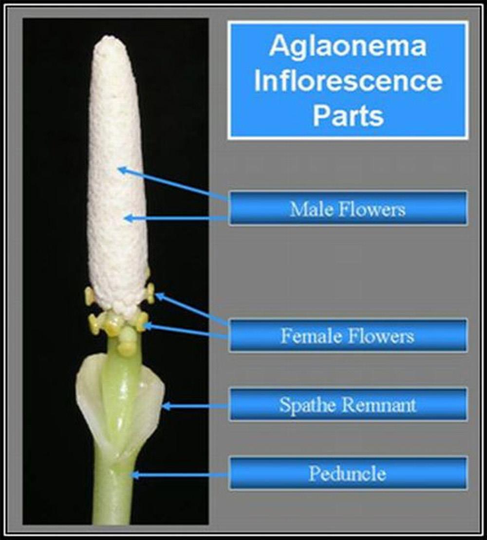 Treatment consists of a single foliar spray of 250 to 1,000 ppm GA3. Flowers appear 90 to 120 days after treatment. Additionally, GA3 treatment increases the number of flowers produced per plant.