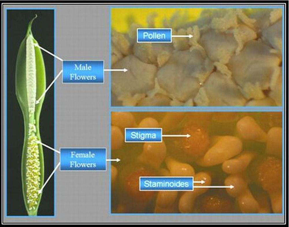 Figure 4. Above is a close-up view of a Dieffenbachia inflorescence showing the male flowers with pollen being shed and female flowers ready for pollination.