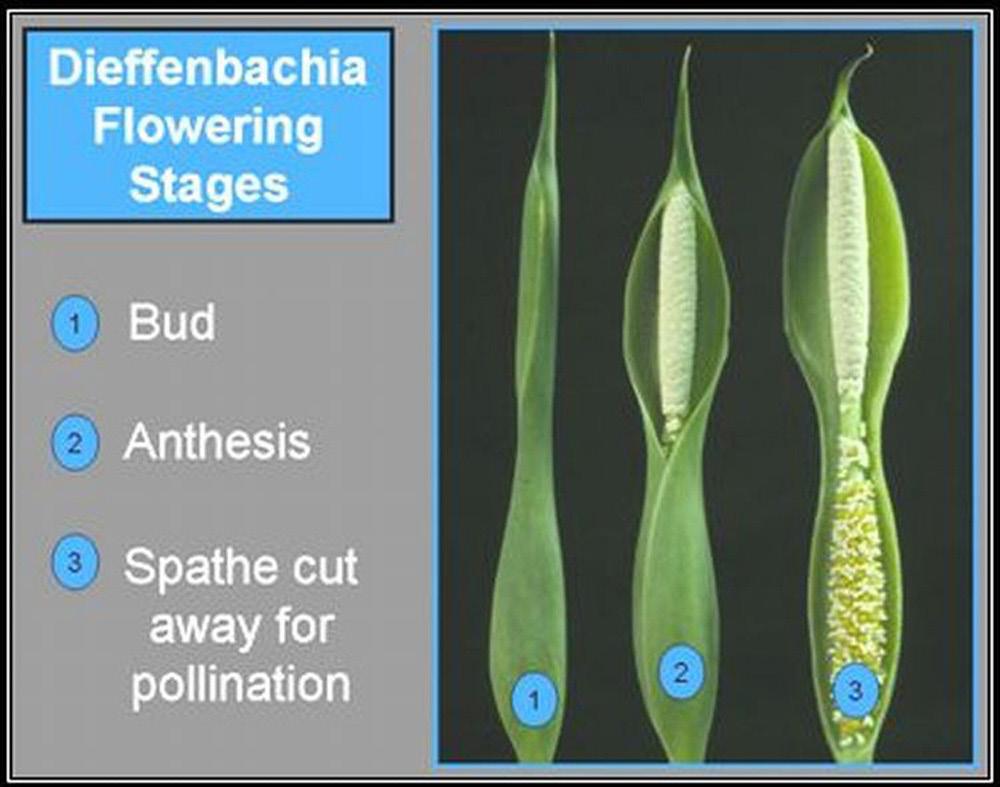 The inflorescences of Dieffenbachia and Aglaonema exhibit protogyny (female receptivity occurs first). Female flowers on the spadix mature first and simultaneously.