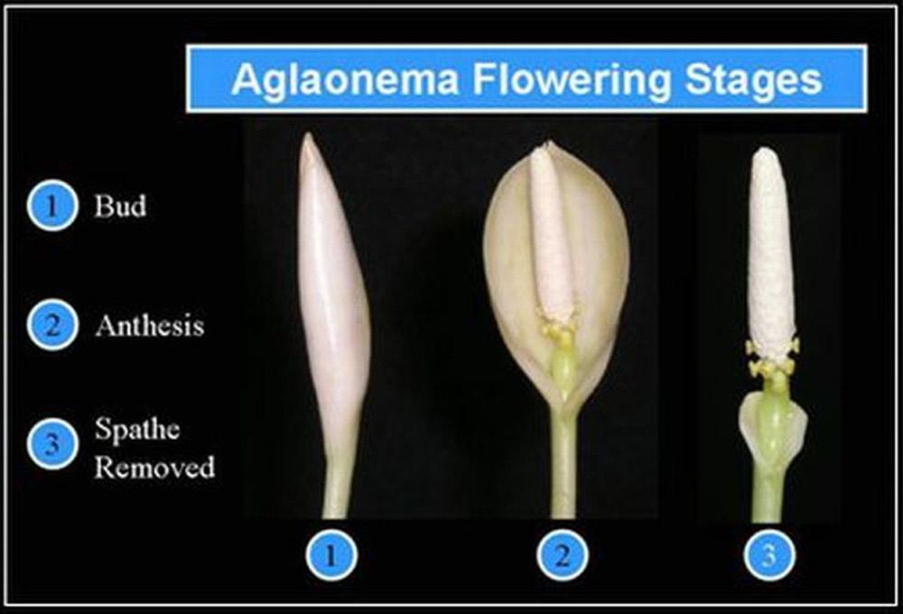 Receptivity of female flowers coincides with the unfurling of the spathe (Figure 5 and Figure 6).