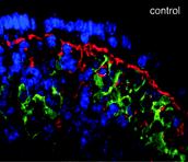 Epithelial cell TLR engagement stimulates extension