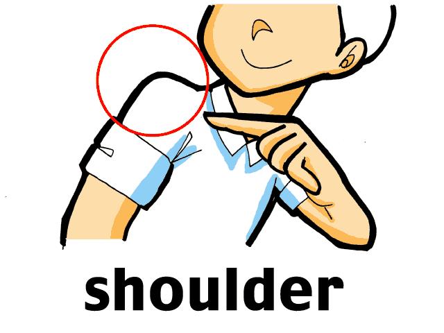 2 ACROMIAL pertaining to the point of the shoulder