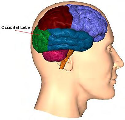 The occipital lobes of the brain are