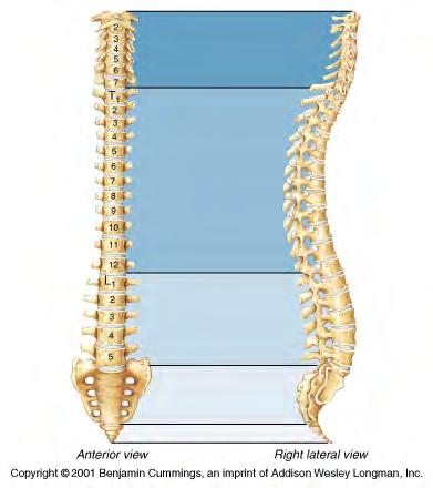 People have one sacral vertebra (the sacrum)