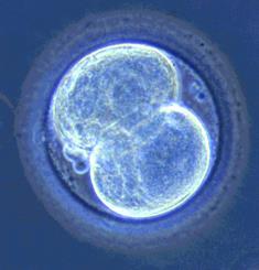 embryo Day
