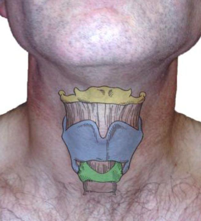Respiratory System - Larynx The Larynx is also protected by the the