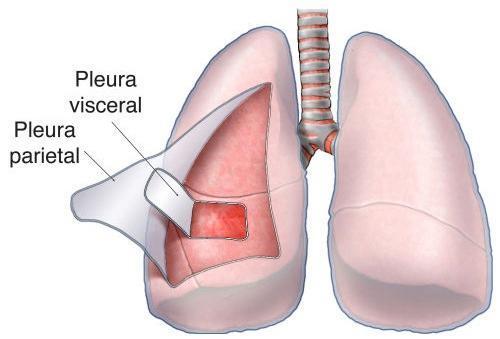 Respiratory System - Pleural Membrane Pleural Membrane: thin membranes surrounding the lungs and lining the inner