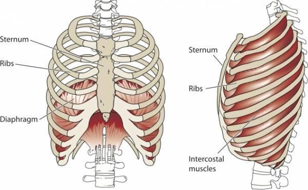 Respiratory System - Thoracic Cavity Diaphragm: thick muscle that separates the chest (thoracic cavity)