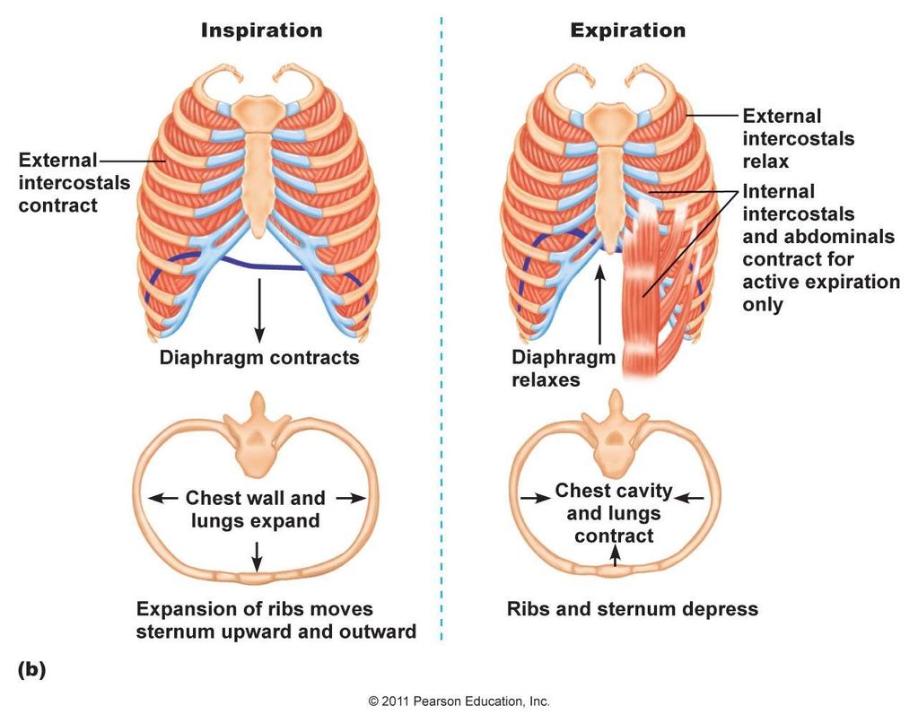 Respiratory System - Breathing When the external muscles CONTRACT they pull the ribs UP AND OUT When the RELAX