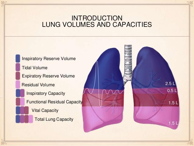 Respiratory System - Lung Capacity and Volumes A pulmonary function graph gives us the following information: TLC - Total Lung